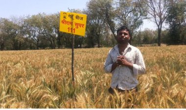 श्रीराम सुपर 111 और 1-SR-14 गेहूं बीज राजस्थान के किसानो को दे रहा है बेहतर उत्पादकता