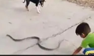 छोटे बच्चे से जान बचाते दिखे सांप की हर कोशिश हुई नाकाम, VIDEO देख अटक जाएगी आपकी भी सांसे