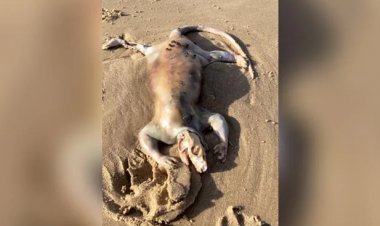 ऑस्ट्रेलिया में समुद्र किनारे मिला अजीबोगरीब जीव