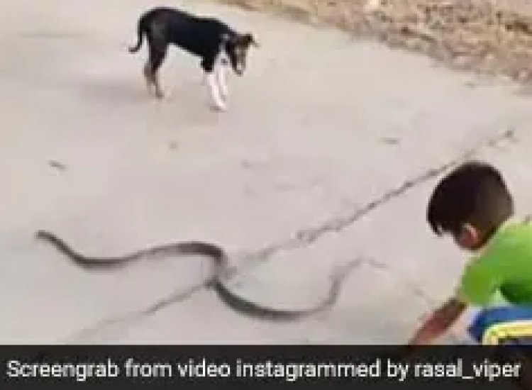 छोटे बच्चे से जान बचाते दिखे सांप की हर कोशिश हुई नाकाम, VIDEO देख अटक जाएगी आपकी भी सांसे