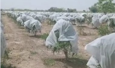 मोबाइल से ऑपरेट करते हैं अनार का बगीचा:कपड़ों के बिजनेसमैन ने स्पेन से सीखी खेती, घरवाले देते थे ताना