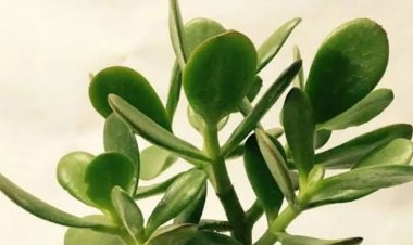 घर में लगाएं ये चमत्कारिक पौधा
