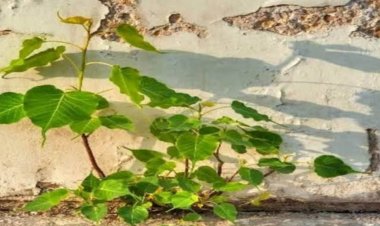 घरों में पीपल का पेड़ उगना होता है अशुभ