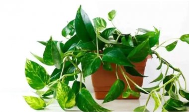 मनी प्लांट में बांध दें यह एक चीज, मिलेगी धन की प्राप्ति