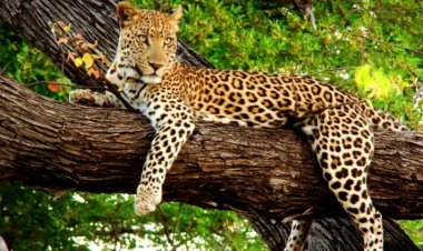 सज्जनगढ़ वन्यजीव अभयारण्य व फतेहसागर झील के प्रभाव क्षेत्र में विभिन्न गतिविधियों पर रोक