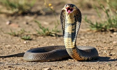 नाग पंचमी का वह रहस्य जो सिर्फ सर्प जानते हैं....