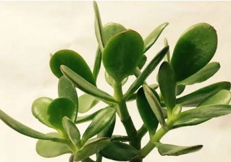 घर में लगाएं ये चमत्कारिक पौधा