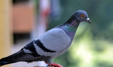 कबूतर के घोंसले से लेकर उसकी गुटर गूं तक